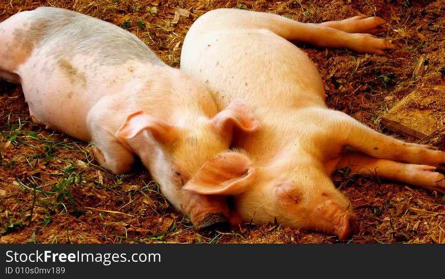 Pigs cuddled up together to take a nap. Pigs cuddled up together to take a nap.