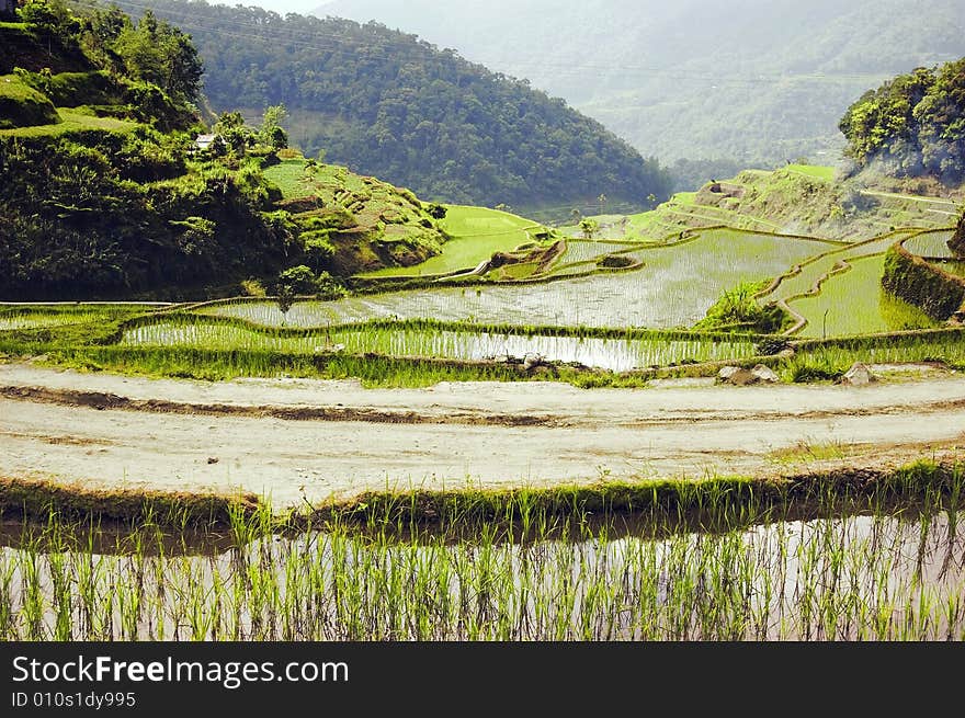 Newly planted rice seedlings in Banaue Rice Terraces. Newly planted rice seedlings in Banaue Rice Terraces