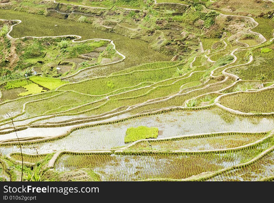 Newly planted rice seedlings in Banaue Rice Terraces, Philippines