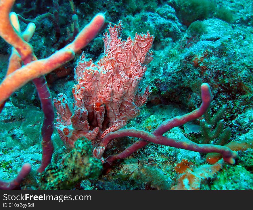 Coral in south Florida