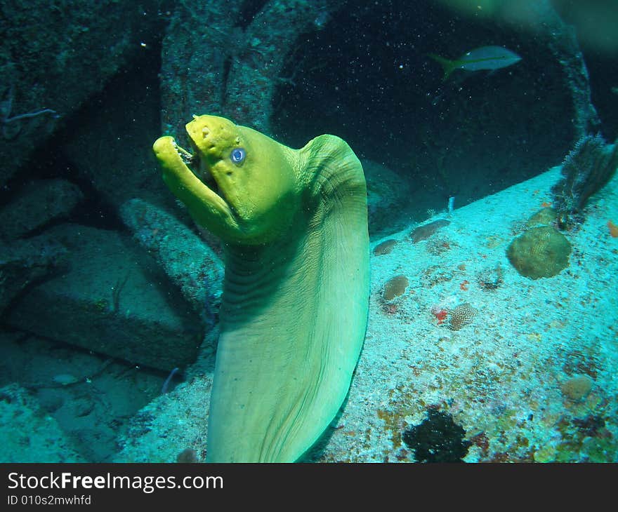 Green Moray eel