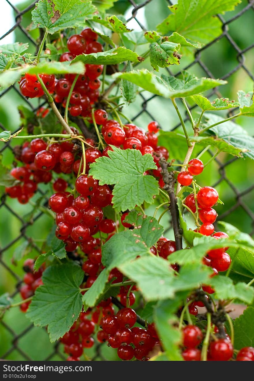 Berries of red currant close up. Berries of red currant close up