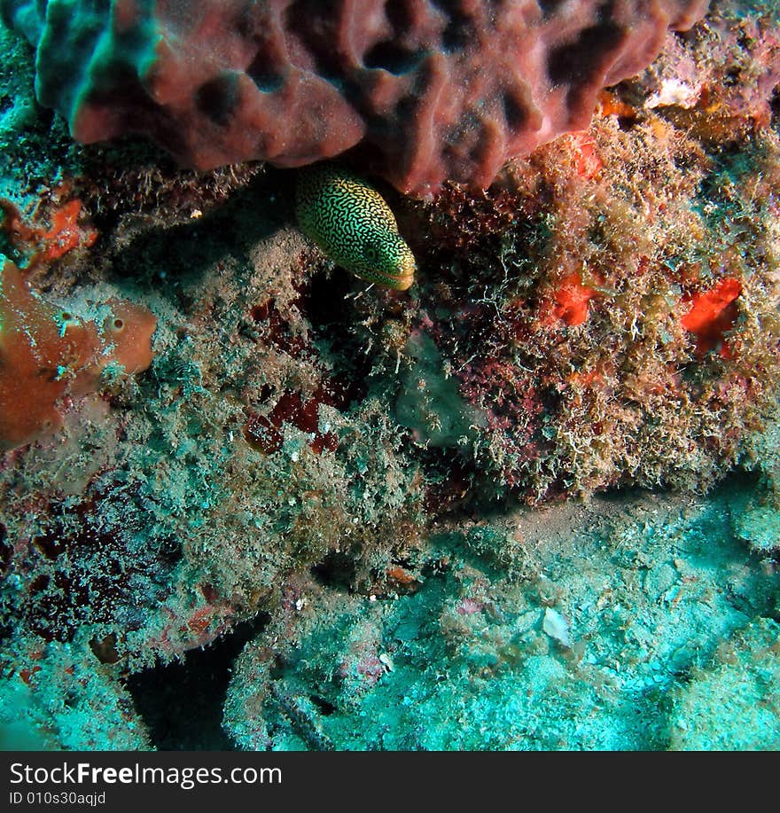 Moray eel