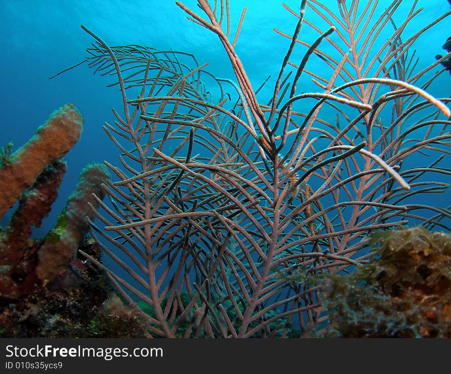 Coral in south Florida