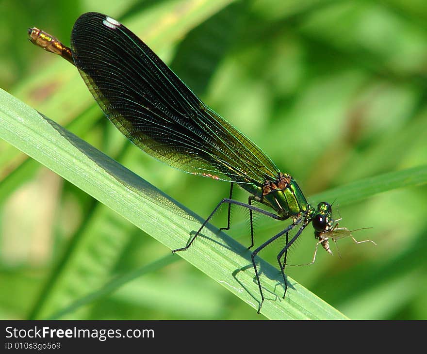 Dragonfly eating a mosquito near the river. Dragonfly eating a mosquito near the river