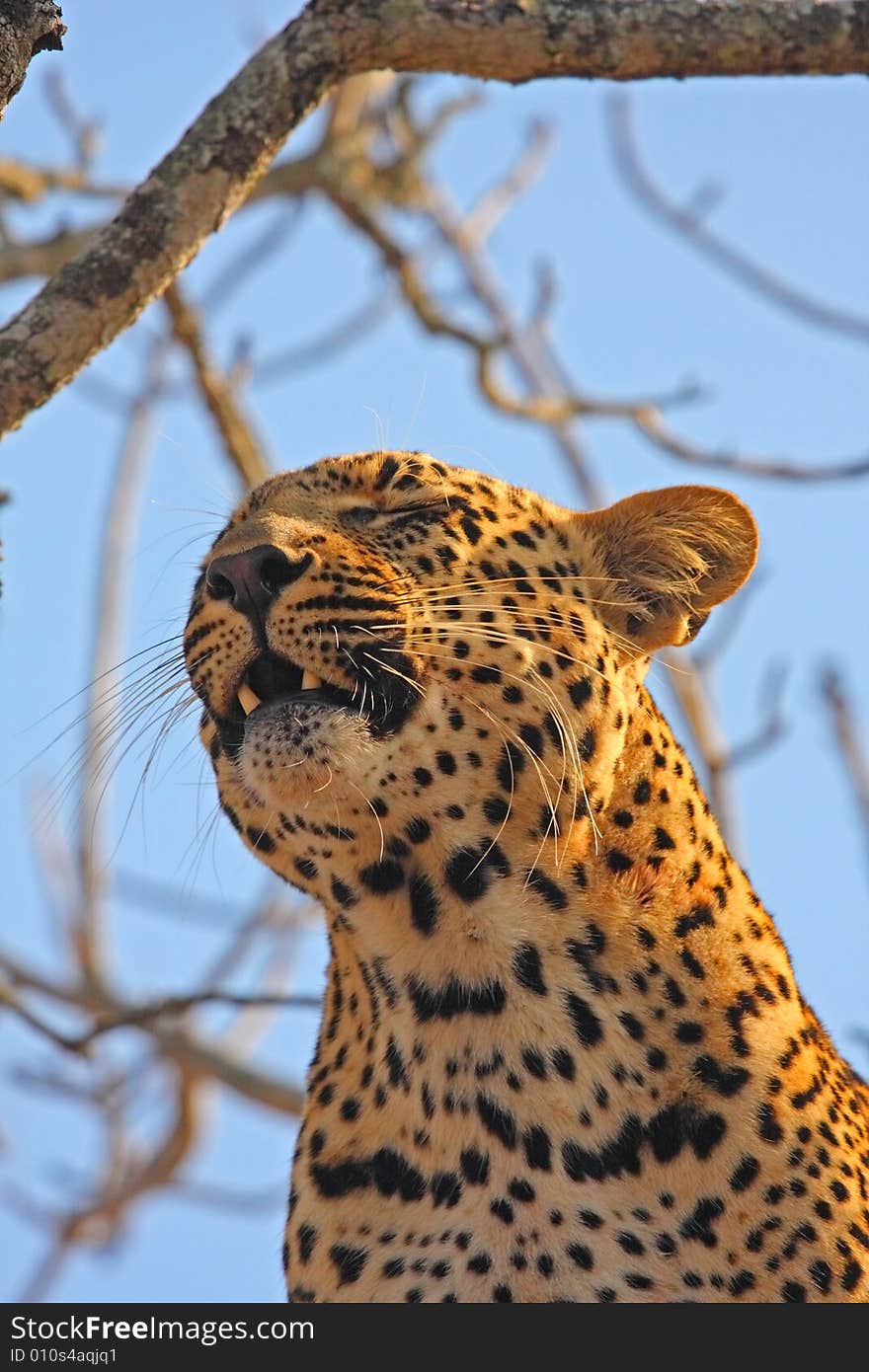 Leopard in a tree