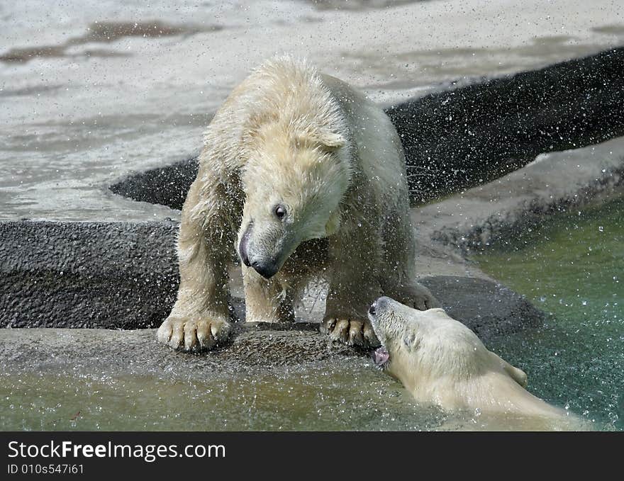 Great white north bear. Russian nature, wilderness world.