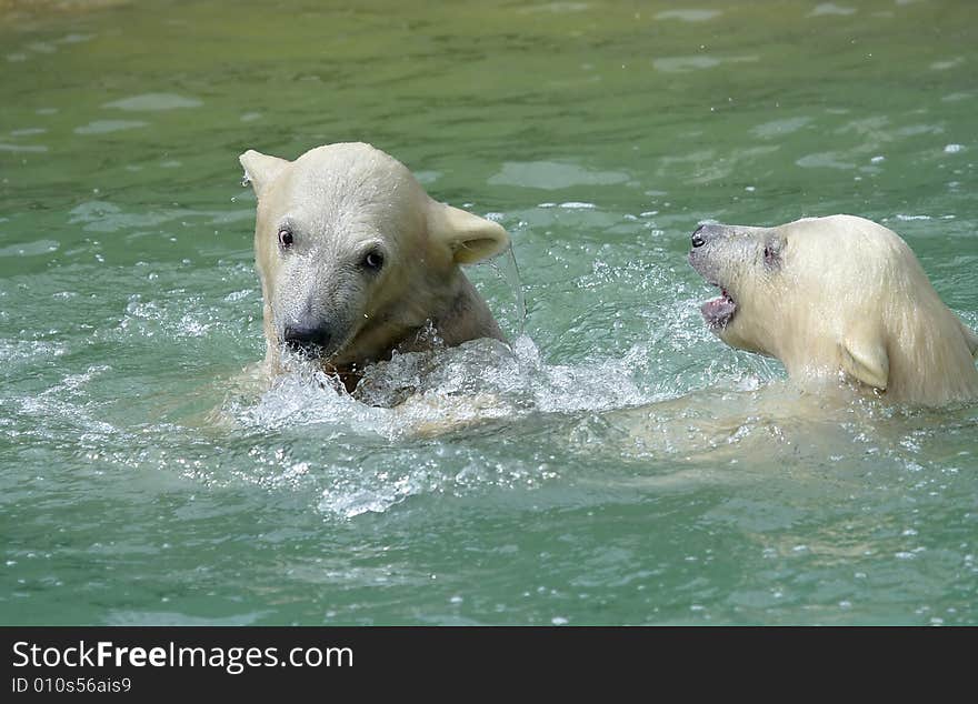 Great white north bear. Russian nature, wilderness world.