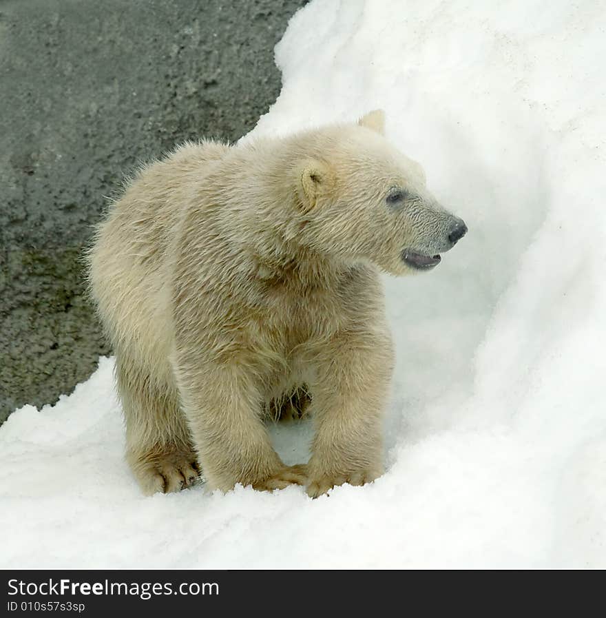 Great white north bear. Russian nature, wilderness world.