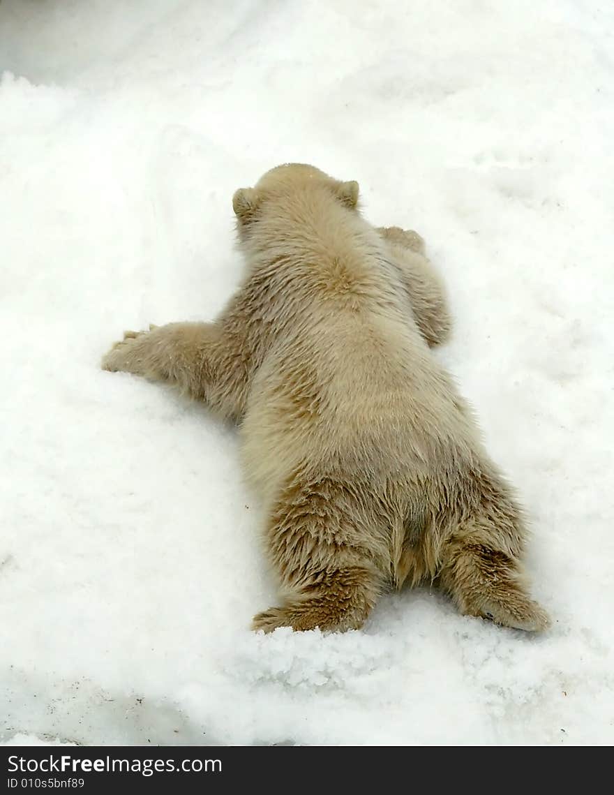 Great white north bear. Russian nature, wilderness world.