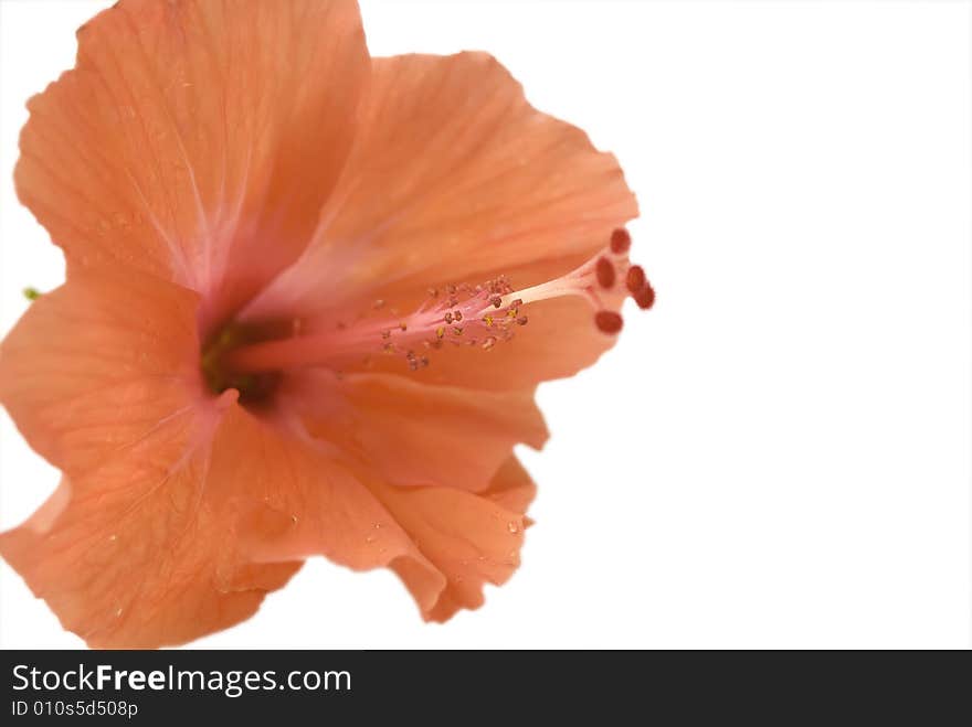 Orange gumamela flower on white background