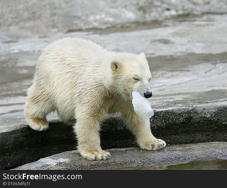 Great white north bear. Russian nature, wilderness world.