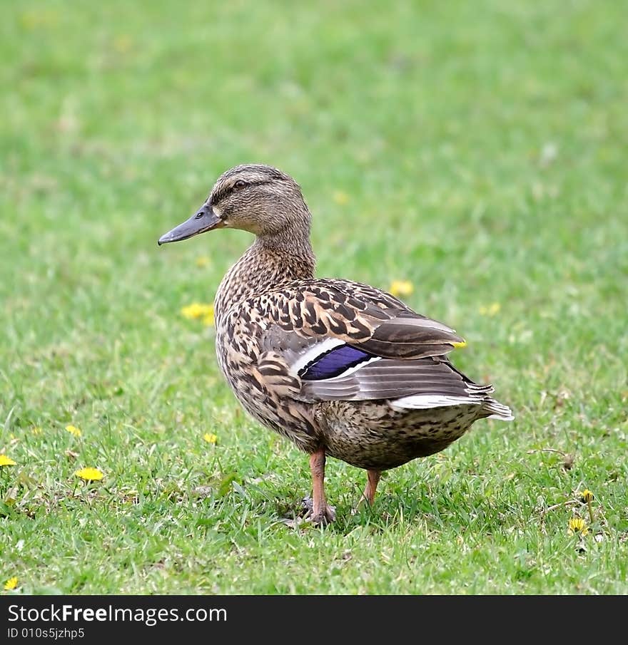 Wild duck. Russian nature, wilderness world.