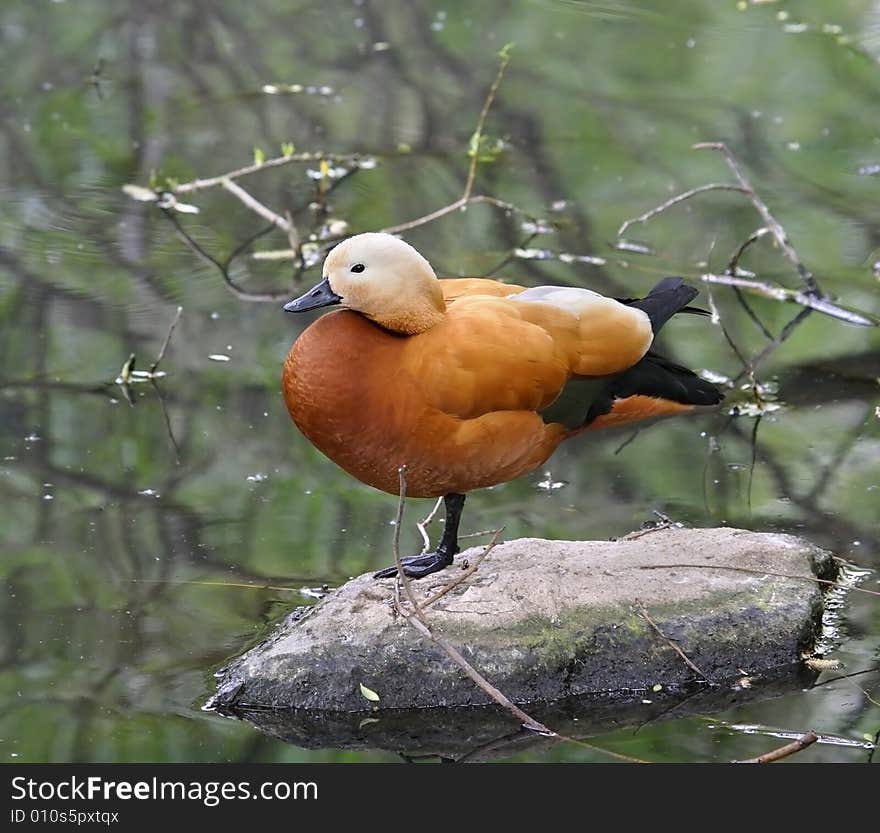 Red wild duck. Russian nature, wilderness world.