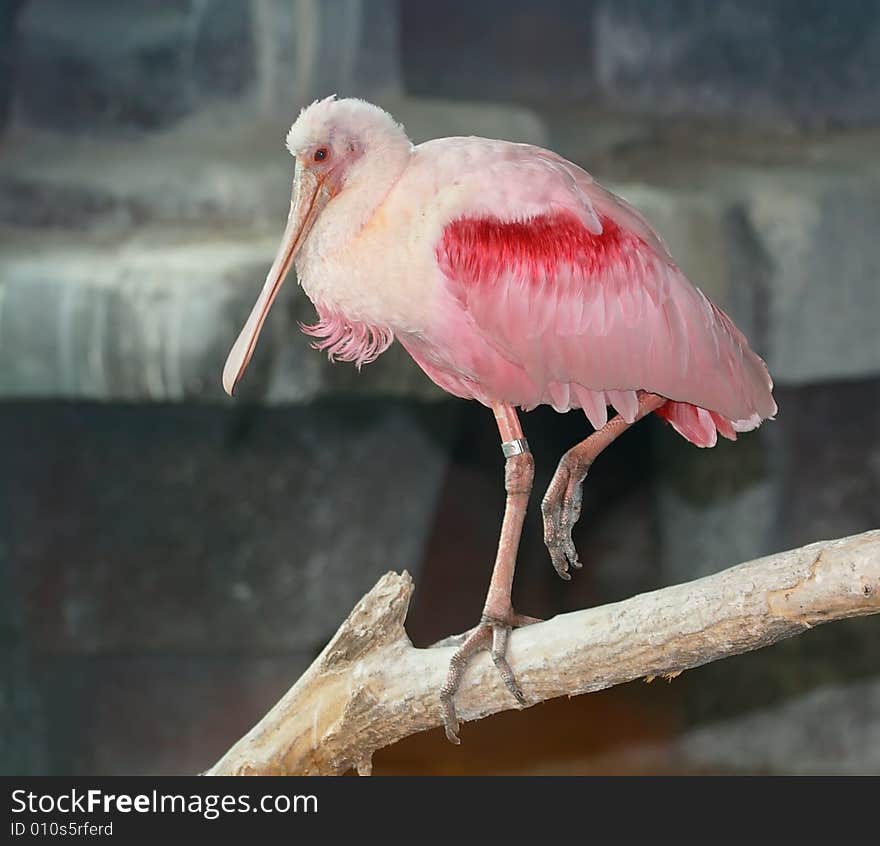 Red bird on the rock. Russian nature, wilderness world.