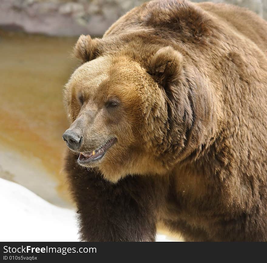 Great brown bear. Russian nature, wilderness world.