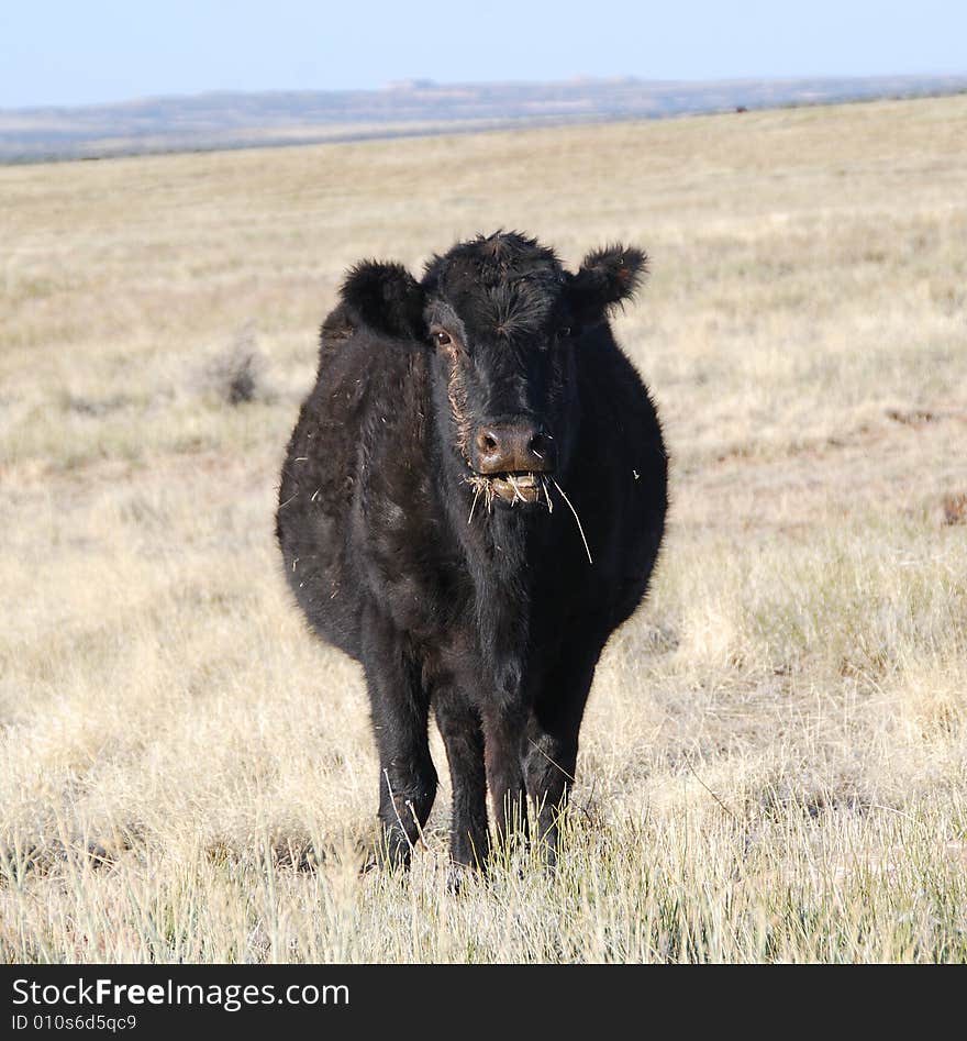 Black cow standing on a slope, looking straight at the camera, with hills at background