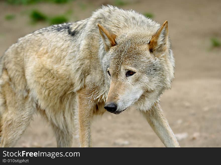 Wolf. Russian nature, wilderness world.