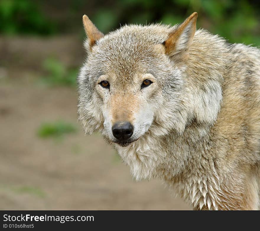 Wolf. Russian nature, wilderness world.