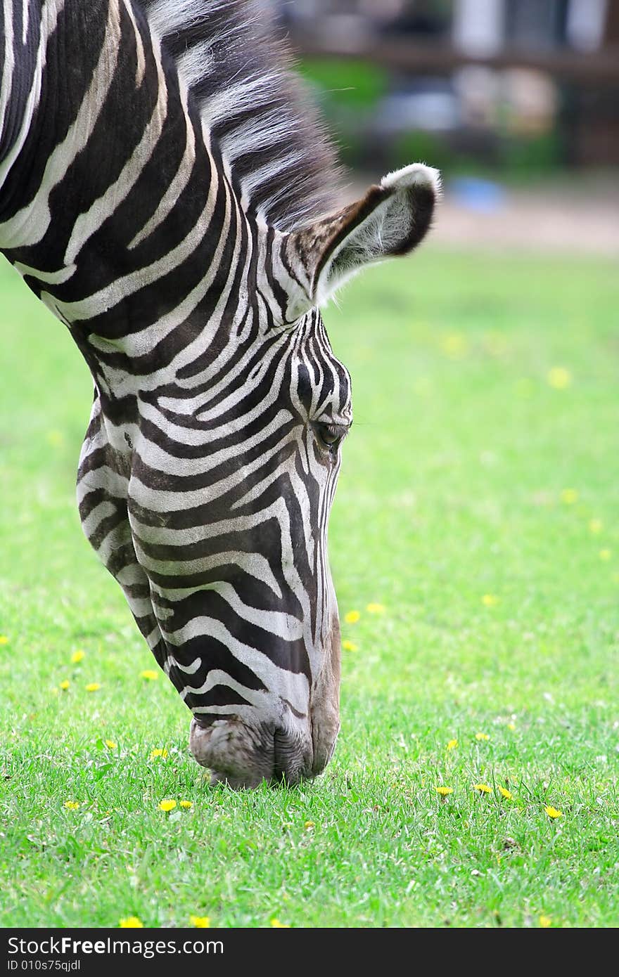 Zebra. Russian nature, wilderness world.