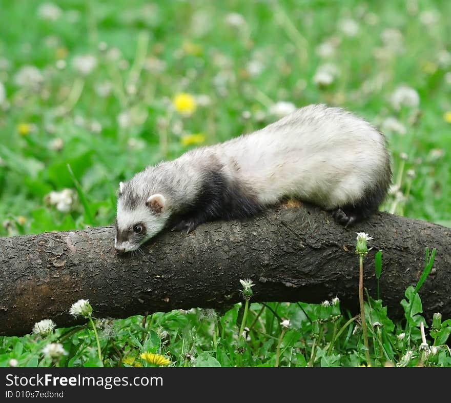 Polecat. Russian nature, wilderness world.