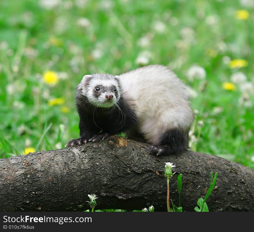 Polecat. Russian nature, wilderness world.