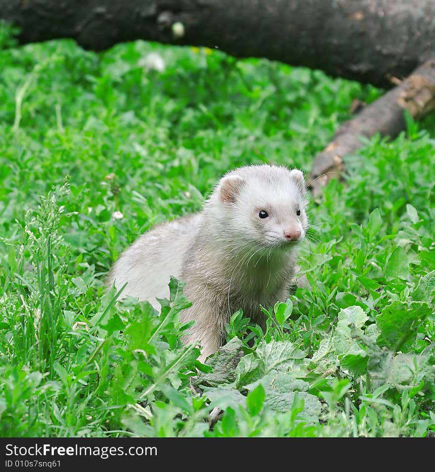 Polecat. Russian nature, wilderness world.