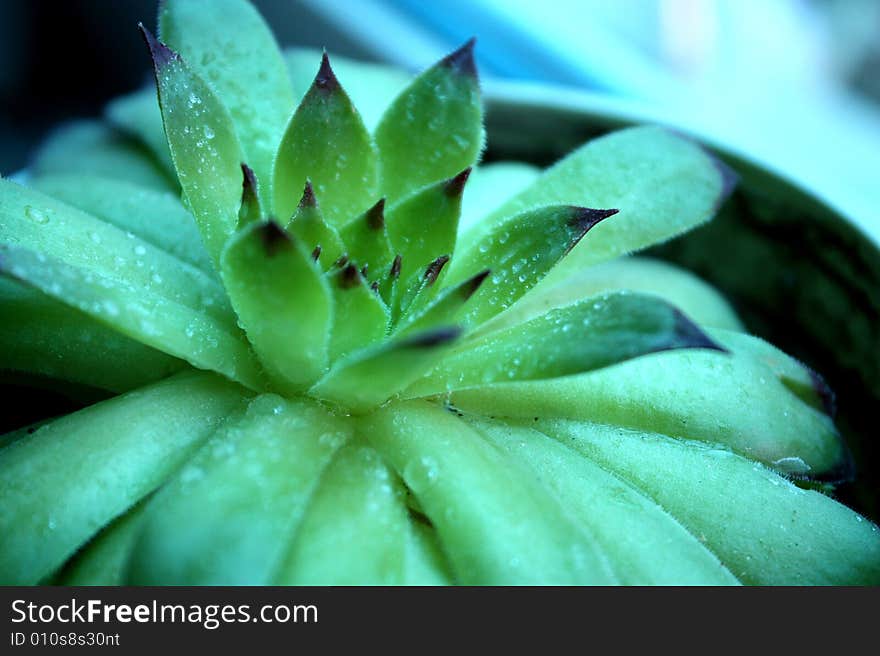 Called lotus flower in china.