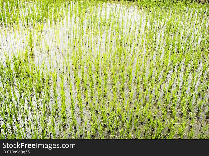 Rice Paddy