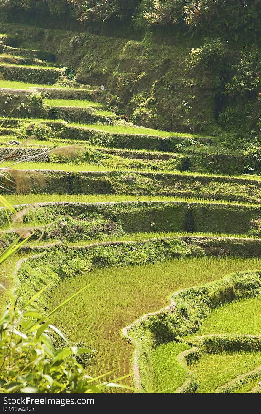 Rice Paddies