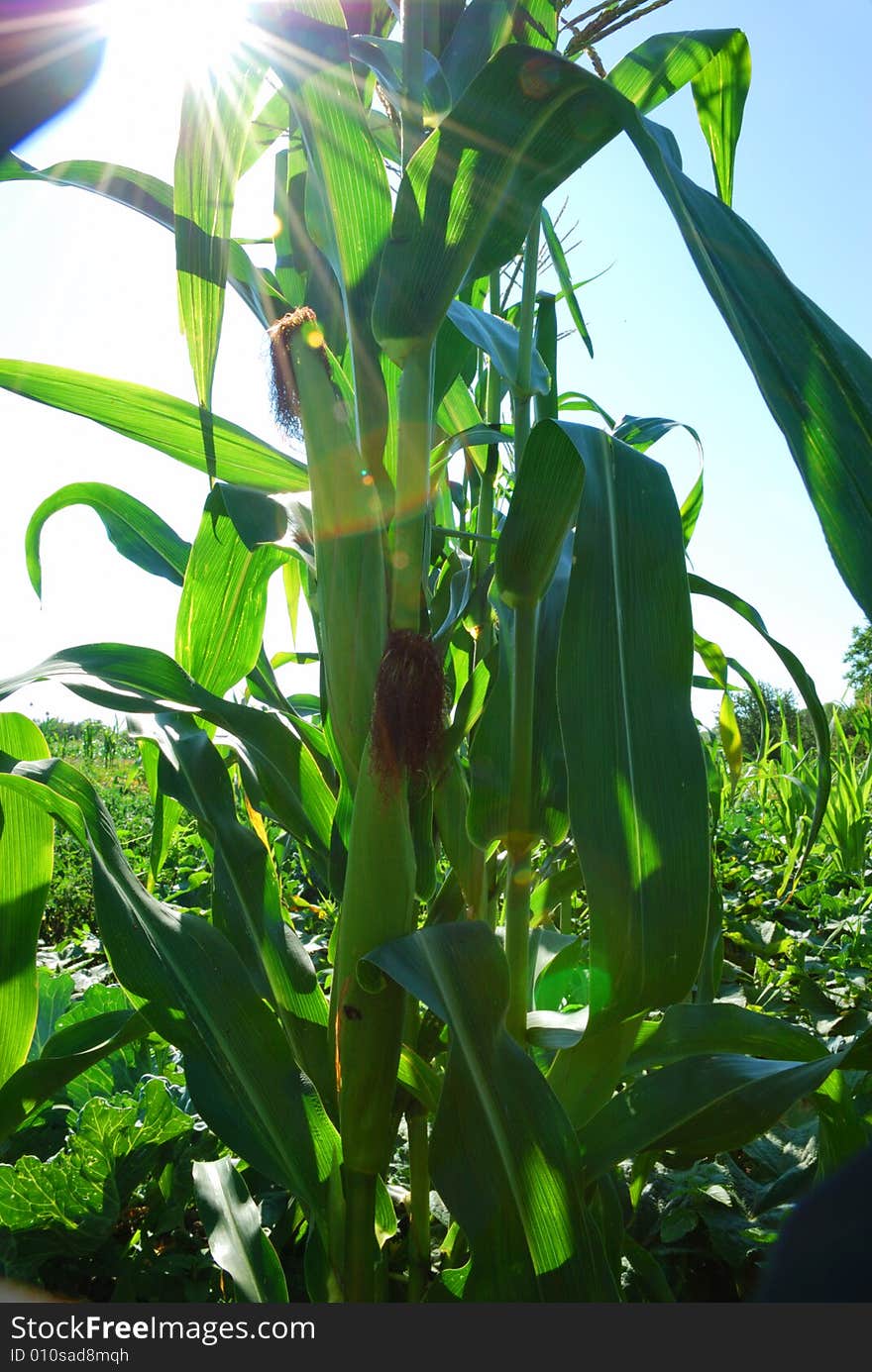 Corn plant over shining sunbeams. Corn plant over shining sunbeams