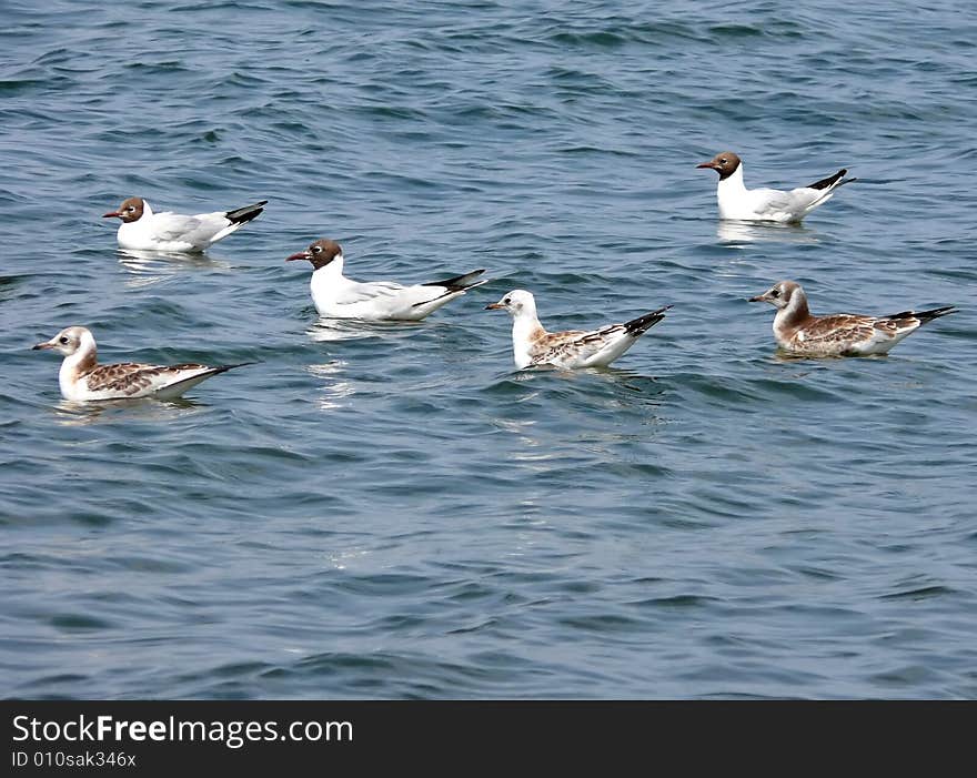 Seagulls swiming on sea water