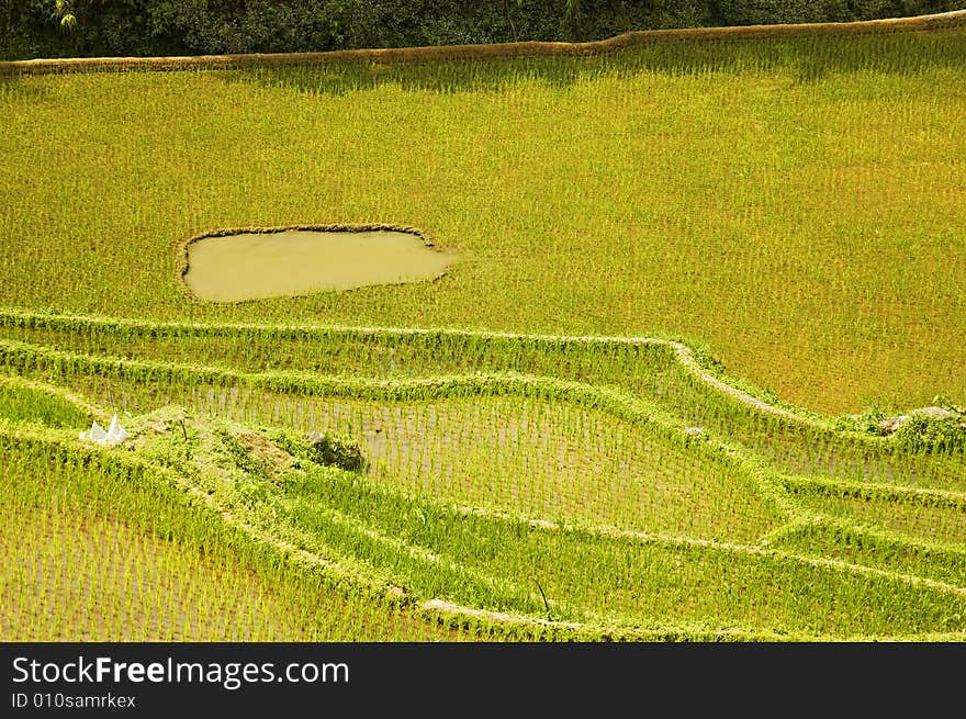 Rice Paddies