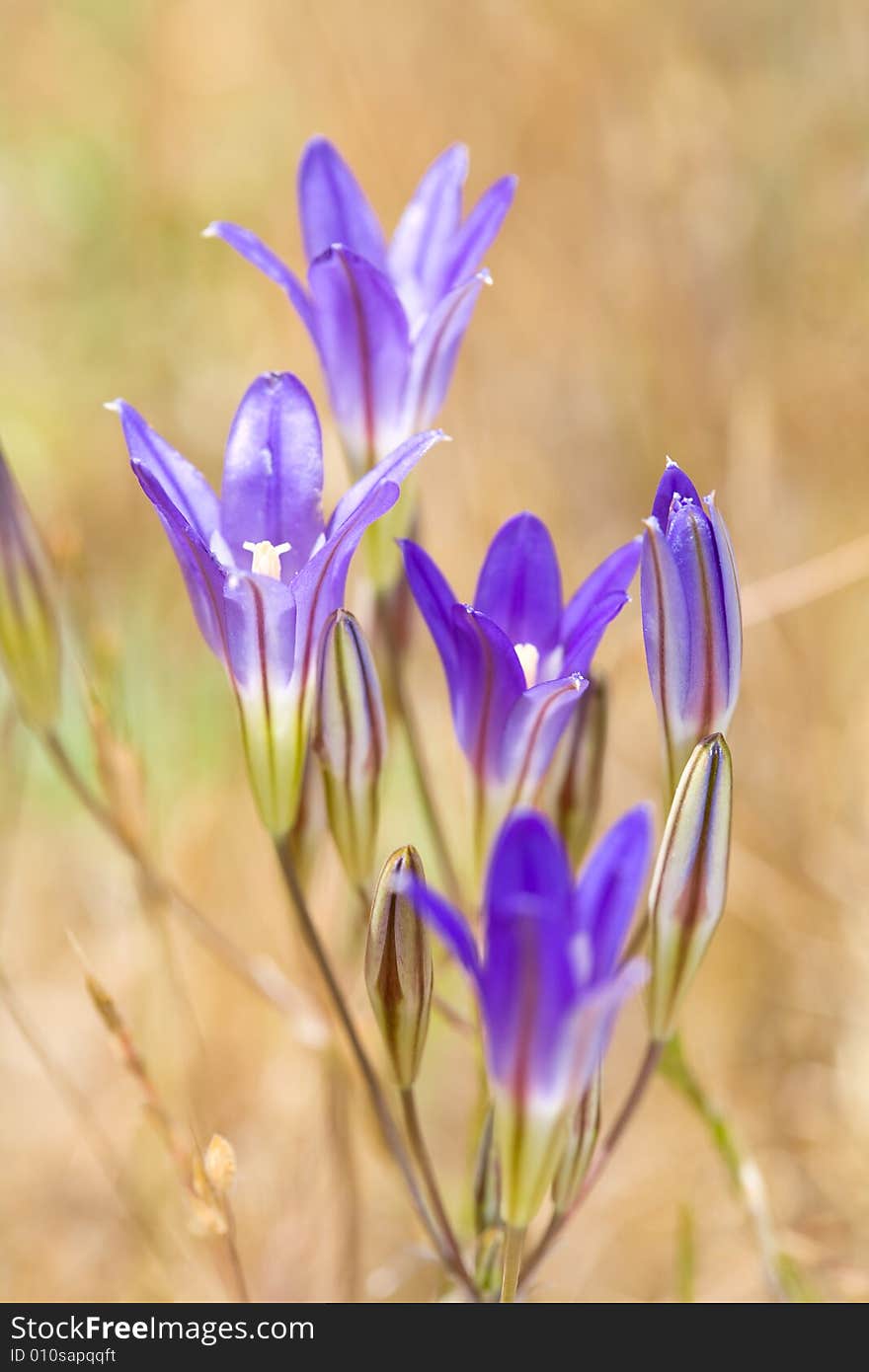 Wildflower - Elegant Brodiaea, brodiaea elegans