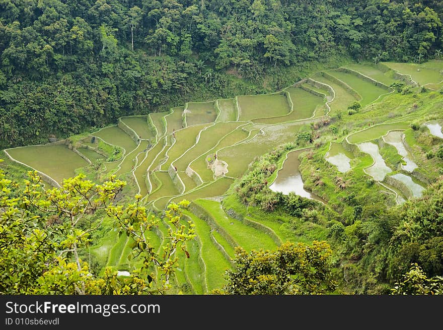 Rice Paddies