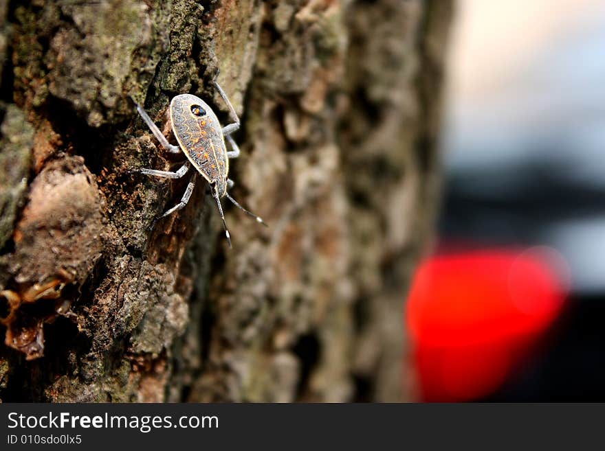 No name insect in china