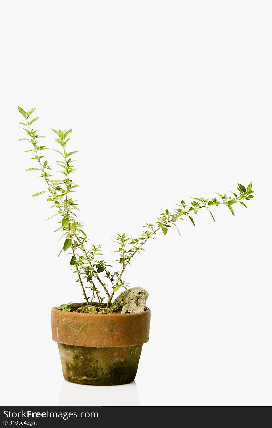 Decorative plant on red pot against white background