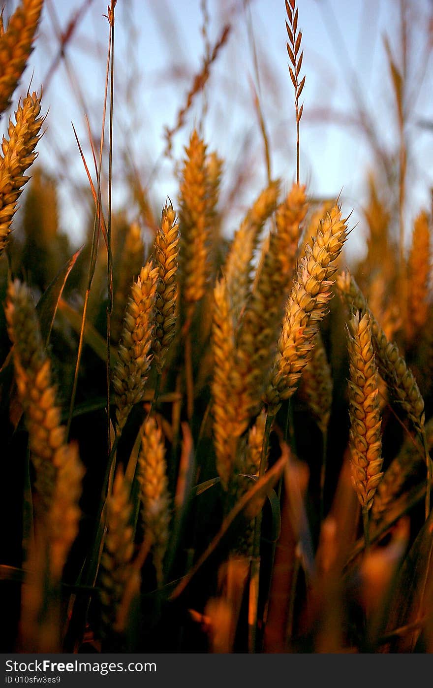 A field of granes in close-up with sunset. A field of granes in close-up with sunset