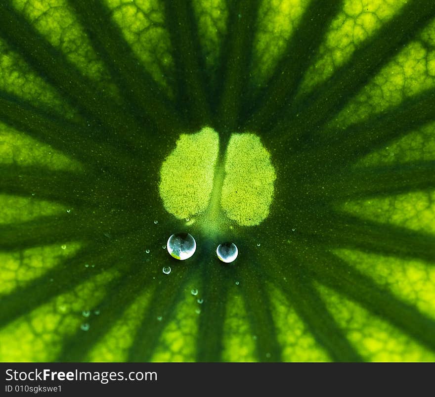 The leaves of the lotus after rain. The leaves of the lotus after rain