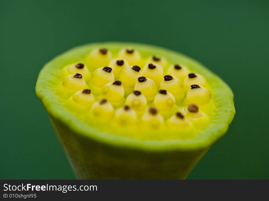 Lotus seeds