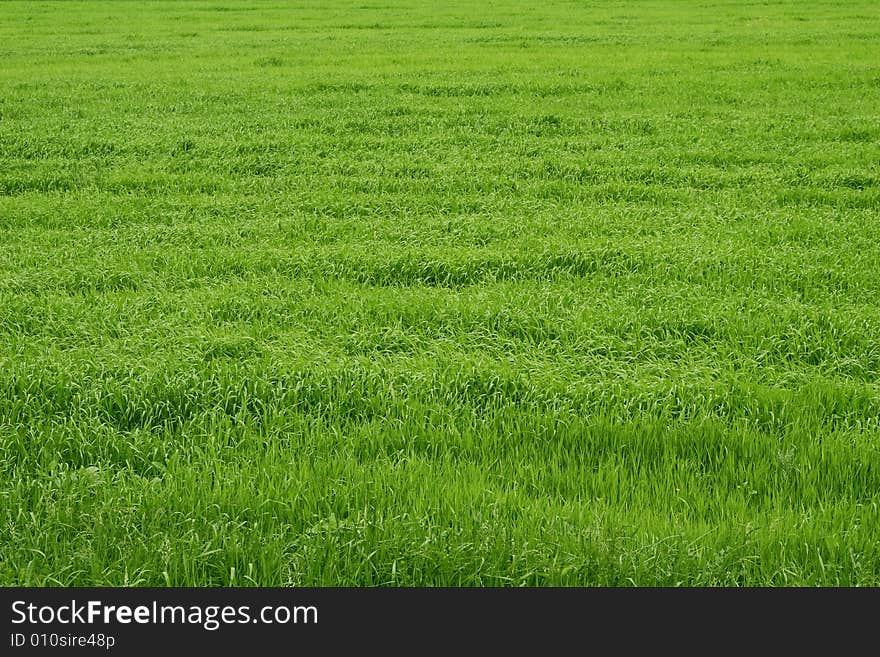 Texture of fresh green blade. Texture of fresh green blade