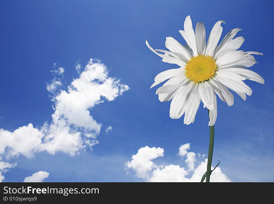 Camomile on a background of the sky