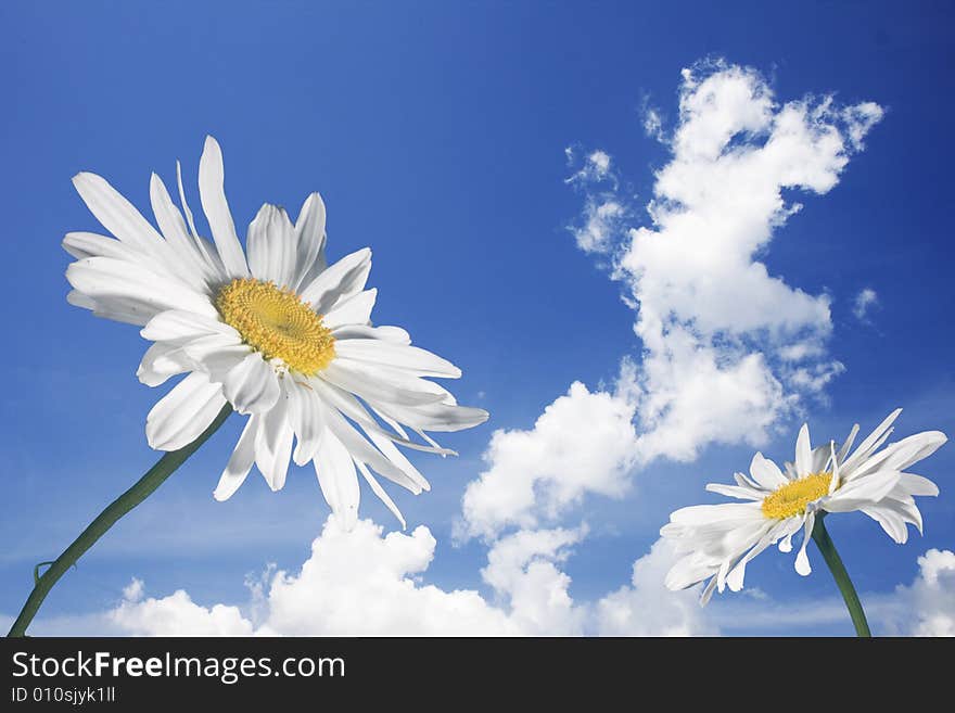 Camomiles on a background of the sky