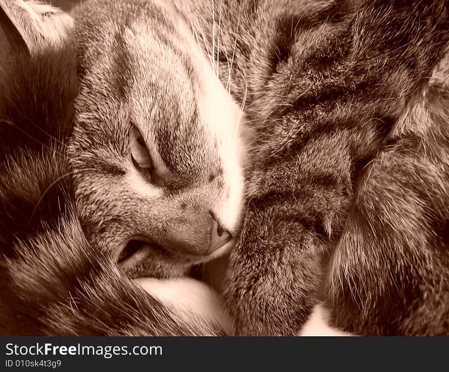 Close up of cat in black and white. Close up of cat in black and white