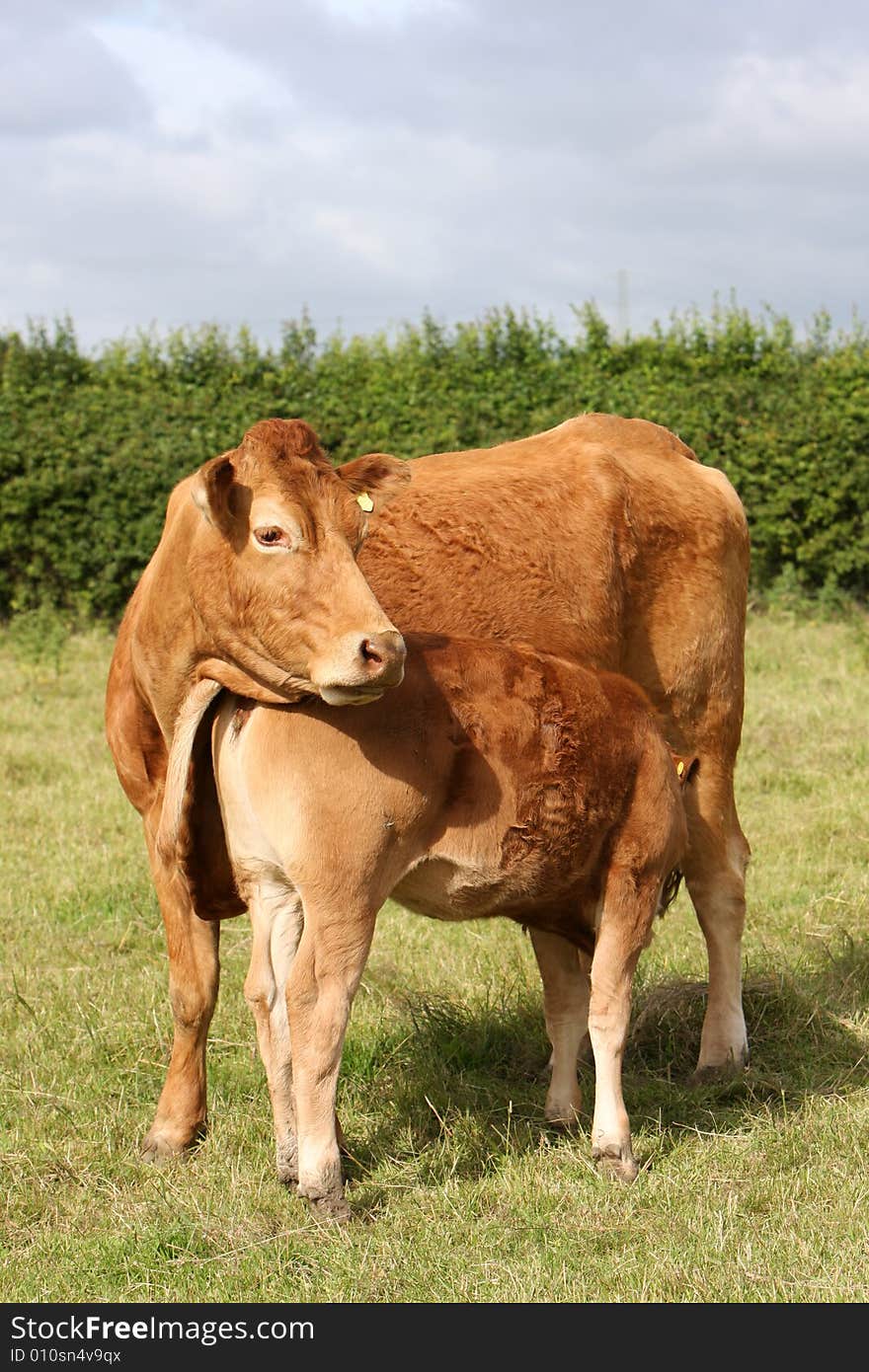 Calf suckes milk from his mother. Calf suckes milk from his mother