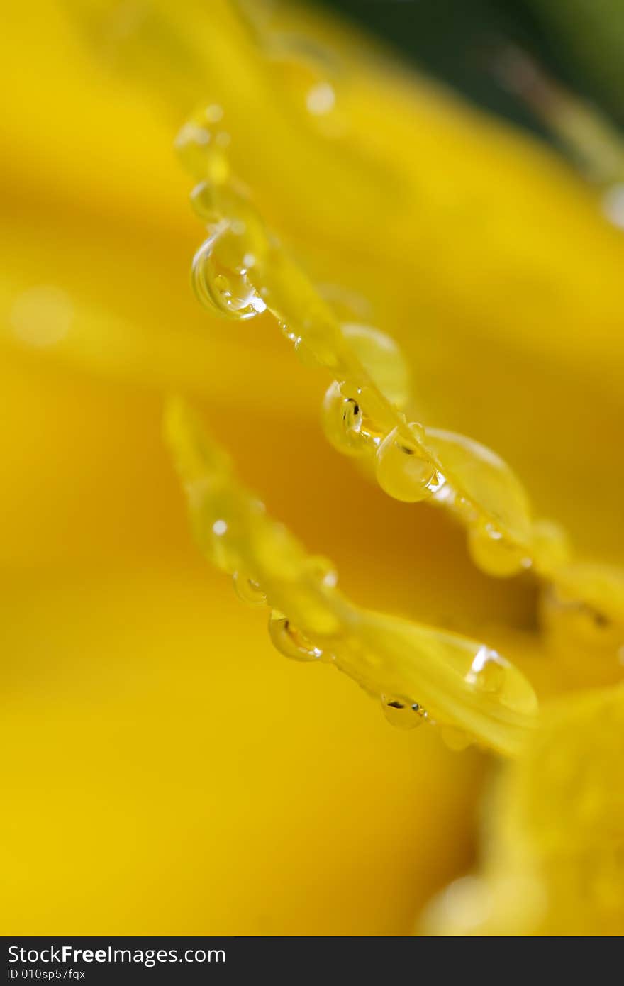 Wet sunflower