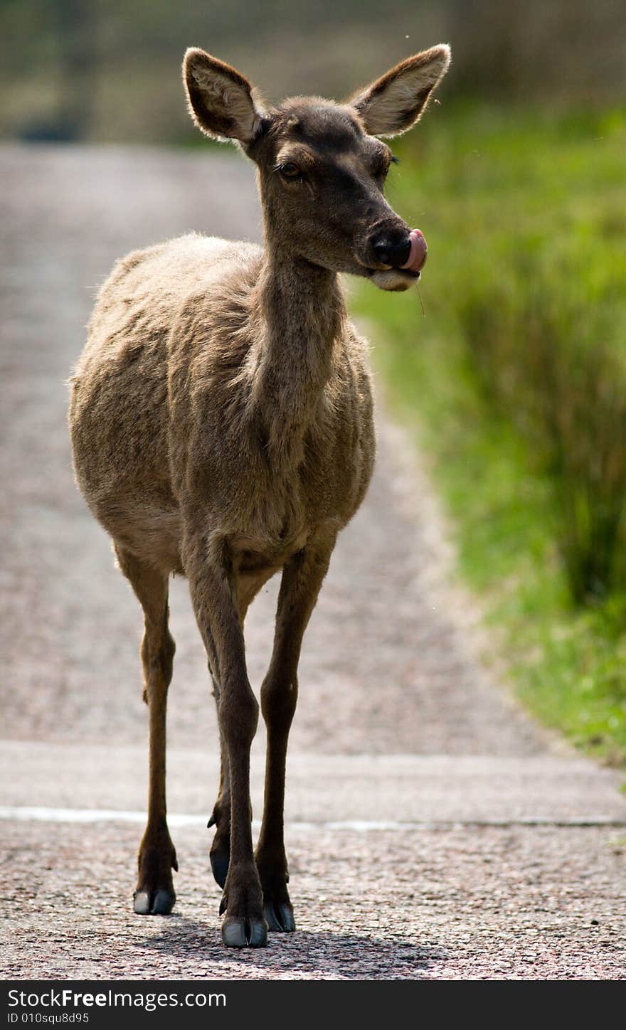 Female Red Deer walking on road