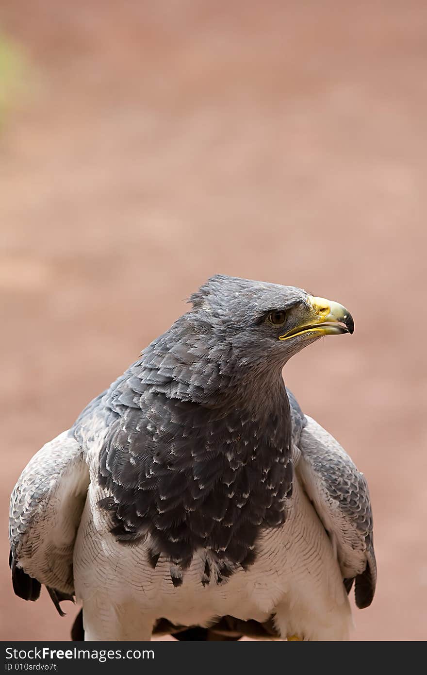 Chili Eagle