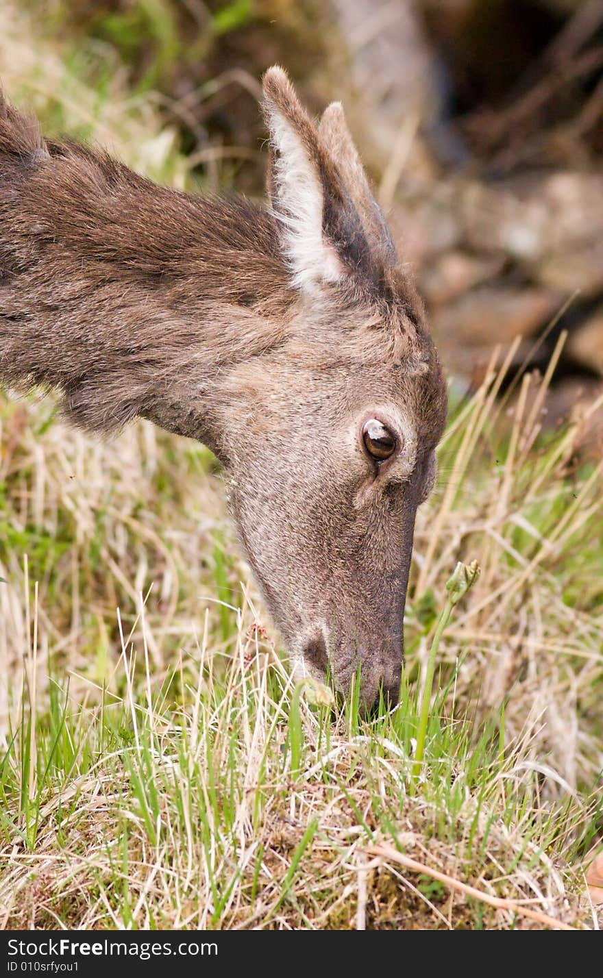 Female Deer close-up portrait