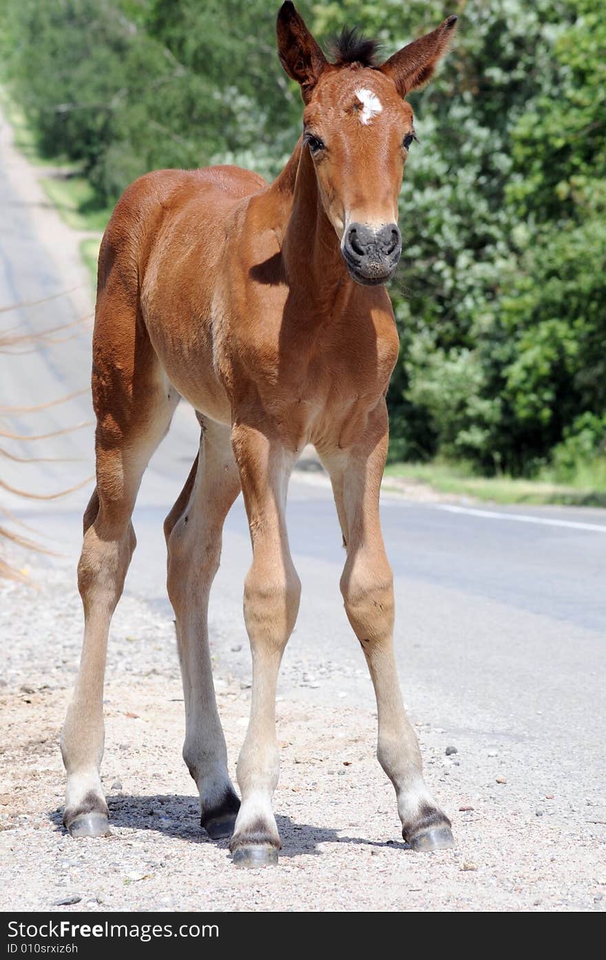 Brown horse standing on the street. Brown horse standing on the street